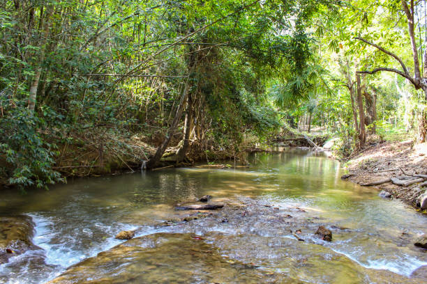 el agua de la corriente es verde y brillante árbol verde kapo cascada fores park, chumphon en tailandia. - autumn water leaf stream fotografías e imágenes de stock