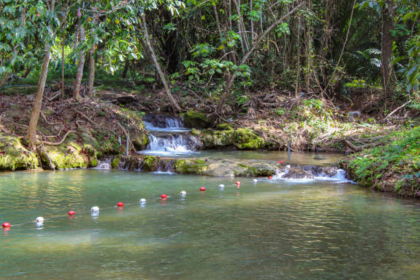 el agua de la corriente es verde y brillante árbol verde kapo cascada fores park, chumphon en tailandia. - autumn water leaf stream fotografías e imágenes de stock