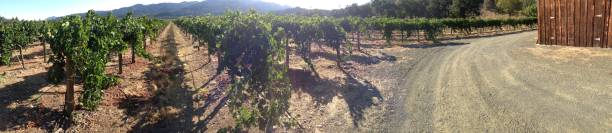 panorama weinberg und scheune - california napa valley vineyard farmhouse stock-fotos und bilder