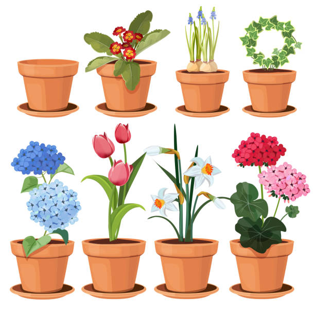 Flowers pot. Decorative colored plants grow at home in funny pots vector cartoon illustrations set isolated Flowers pot. Decorative colored plants grow at home in funny pots vector cartoon illustrations set isolated. Flowerpot and houseplant, tulip and geranium flower flower pot stock illustrations