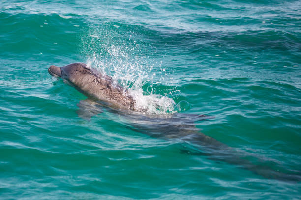 Caribbean Dolphin stock photo