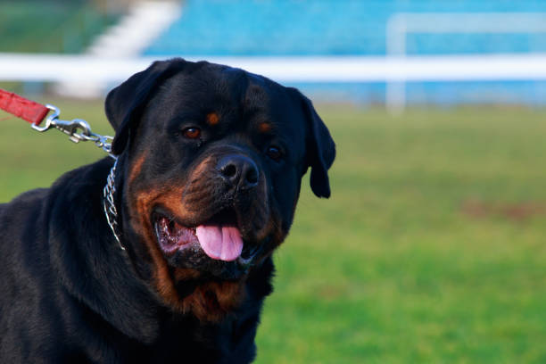 istock Dog breed Rottweiler 1070878932