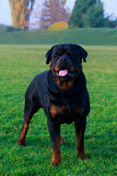 istock Dog breed Rottweiler 1070878944