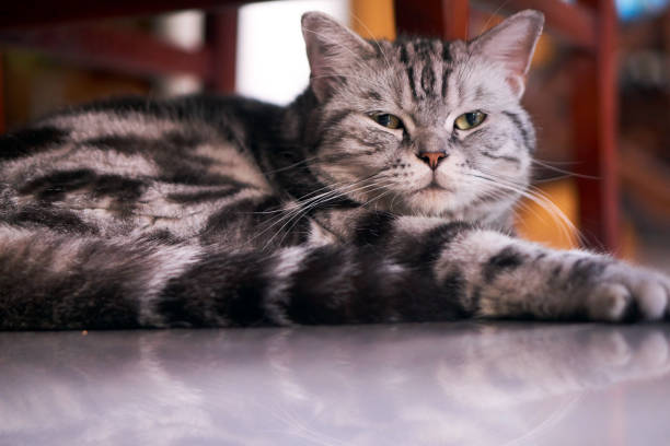 istock Funny American Short Hair Cat 1070880776