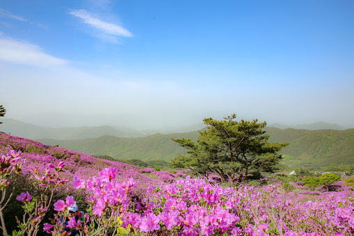 In the springtime, azaleas are beautiful, spanning Hapcheon and Sancheong-gun, Gyeongnam, and are loved by many.