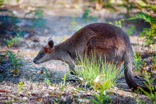 Young wallaby in the Wilson's Promontory National Park