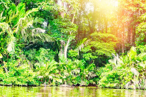 The jungles of Costa Rica at Totuguero.