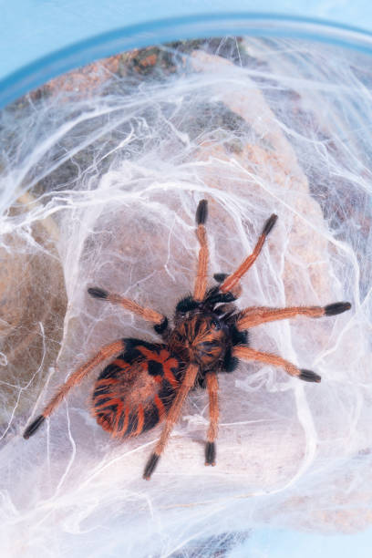 istock Exotic tarantula spider Green Bottle Blue Tarantula 1070887488