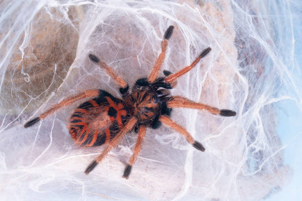 Exotic tarantula spider Green Bottle Blue Tarantula Sling