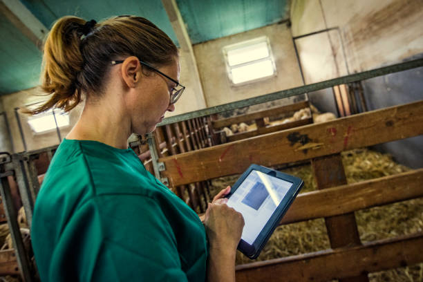 istock Female veterinarian examining sheep in a barn using a digital tablet 1070888140