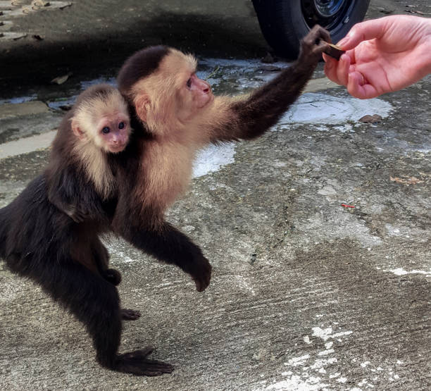 istock Monkey on my back. White faced capuchin monkey mother with a little one on her back, accepting some banana from a human in Quepos, Costa Rica. 1070889620