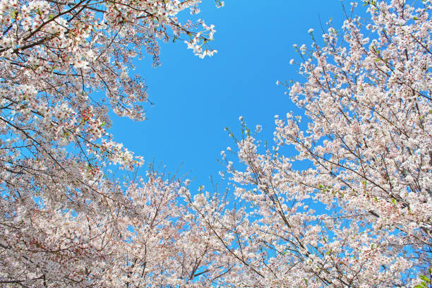 istock ”Somei Yoshino” cherry tree in Japan 1070889994