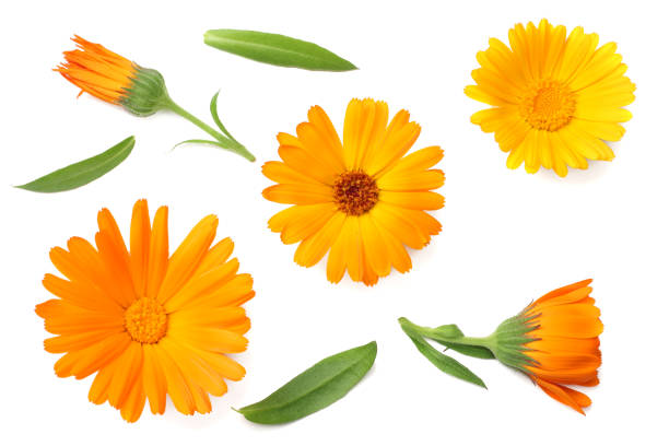 istock marigold flowers with green leaf isolated on white background. calendula flower. top view 1070890128