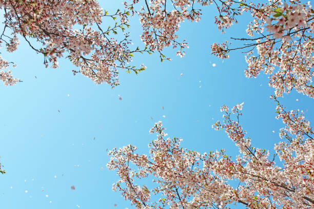 istock ”Somei Yoshino” cherry tree in Japan 1070890258