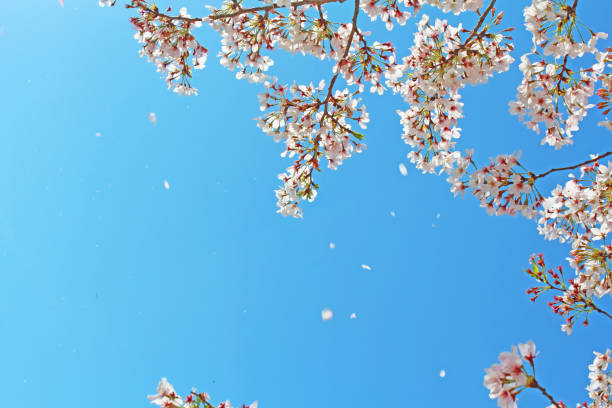 istock ”Somei Yoshino” cherry tree in Japan 1070891934