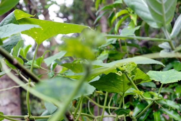 istock Fresh cucumber growing in garden,nature background.climbing vegetable 1070893788