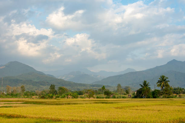 istock Paddy fields in the countryside background mountains and trees. 1070895888