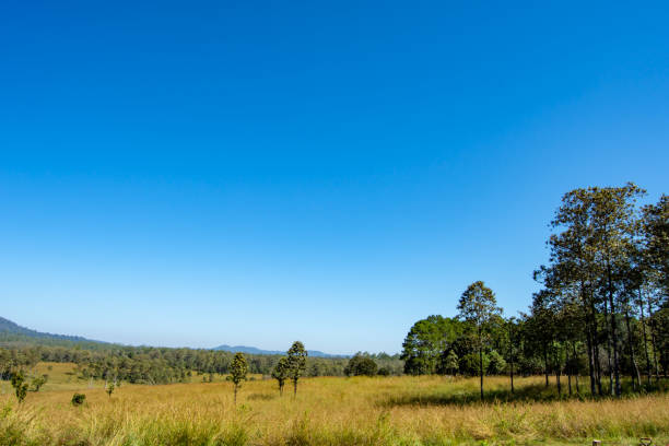 Meadow and trees at Thung Salaeng Luang , Phetchabun in Thailand.