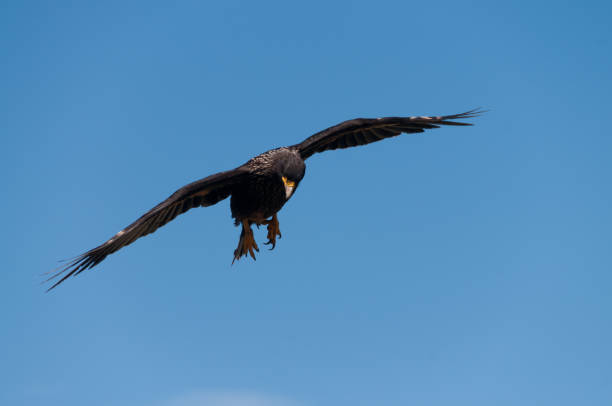 istock Striated Caracara on the Falkland Islands 1070896182