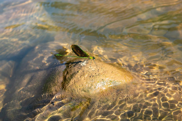 Green Dragonfly On a rock in a stream