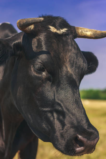 istock Adult black cow close up muzzle 1070896716
