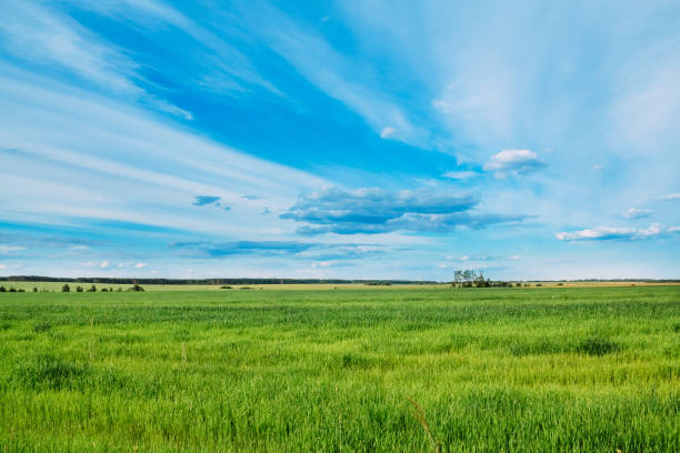 istock Summer landscape with green field and sky 1070896770