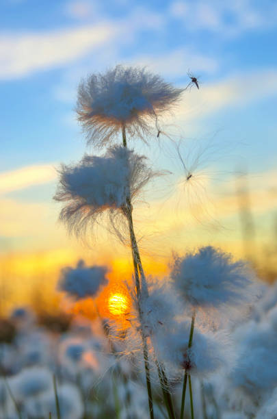 cotton grass - cotton grass sedge grass nature imagens e fotografias de stock