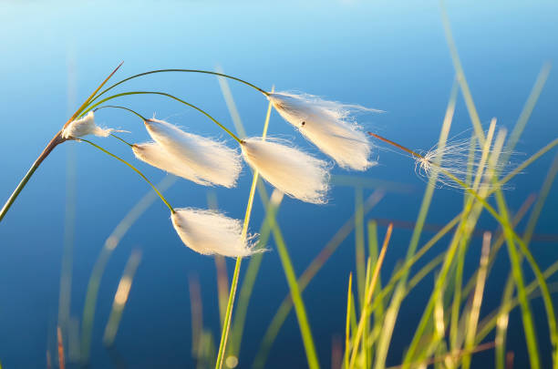 cotton grass - cotton grass sedge grass nature imagens e fotografias de stock