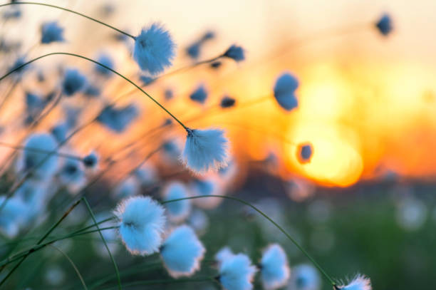 Blooming cotton grass Arctic cotton on  background of the sunset sky siberia summer stock pictures, royalty-free photos & images