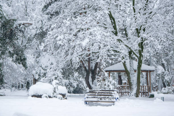 istock Trees covered with fresh snow in winter park 1070899252