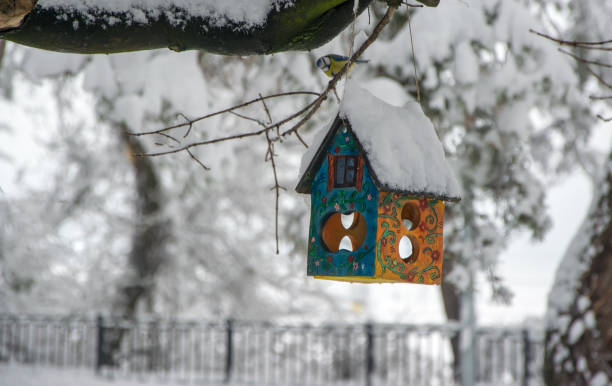 istock Great tit and feeder covered snow in winter forest 1070899274