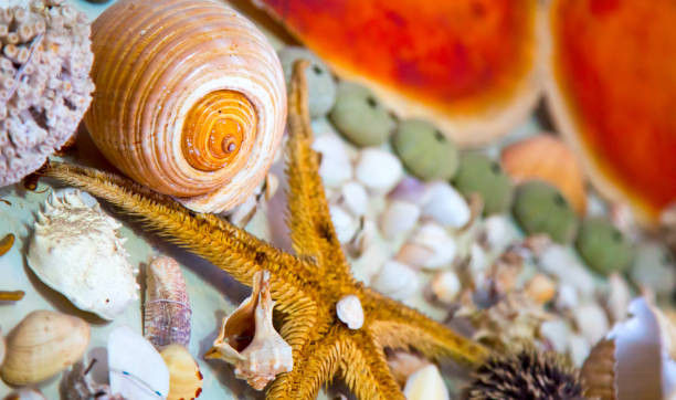 istock Sea Animal Dried Fish and Seashell 1070901380