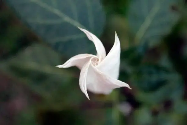 White fragrant trumpet-shaped datura,stramonium flower blooming in nature.also known as jimsonweed, devil's snare, moon flower, toloache, hell's bells, devil's or Jamestown weed, stink, tolguacha