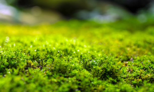 istock Freshness green moss growing on floor with water drops in the sunlight 1070905738