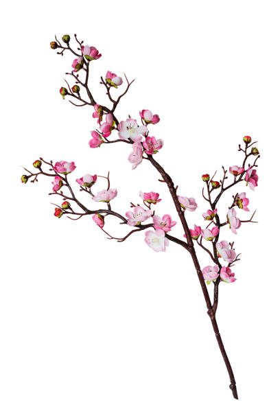 istock Branch of cherry flowers 1070907976