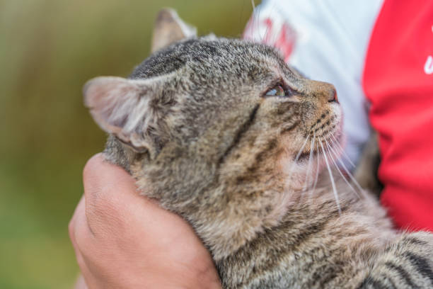 istock Cat with Big Green Eyes 1070908244