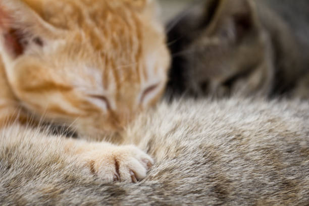 istock Newborn cat feeds on mother cat's milk 1070908566