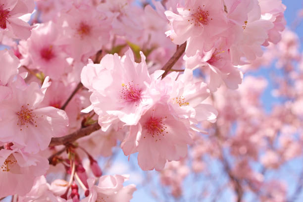 istock Japanese cherry blossom 1070908660