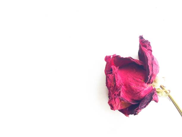 istock Dried red rose isolated on white background 1070910328