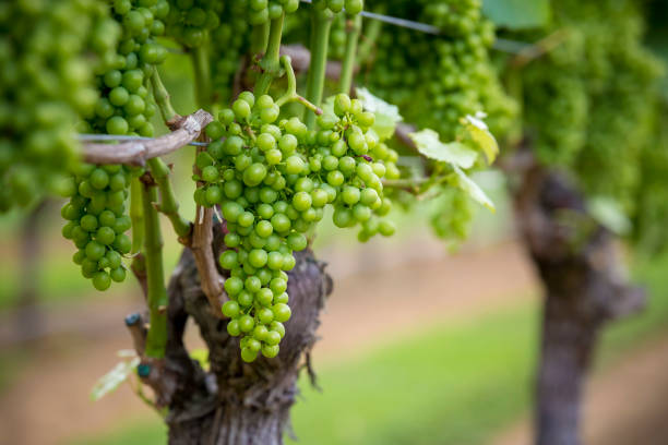uvas brancas na videira - vineyard ripe crop vine - fotografias e filmes do acervo