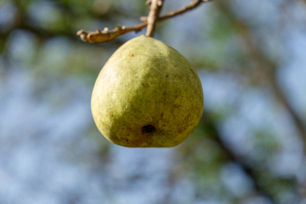 istock pear hanging on branch - close up 1070910404