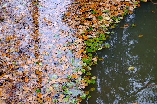brown and green leaves floating on brook water - transition to autumn