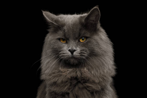 istock Furry Gray mixed-breed Cat on Isolated black background 1070912252