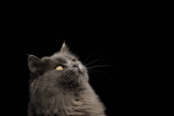 istock Furry Gray mixed-breed Cat on Isolated black background 1070912404