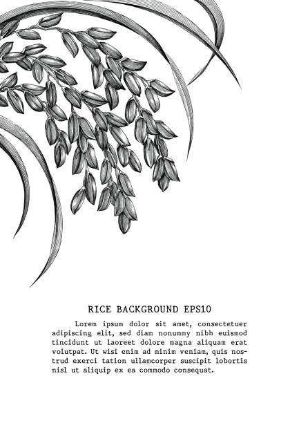 illustrazioni stock, clip art, cartoni animati e icone di tendenza di la clip art della cornice di riso disegna a mano uno stile di incisione vintage isolato su sfondo bianco - field brown text harvesting