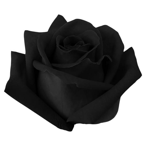 istock black rose isolated on white background with clipping path. 1070914880