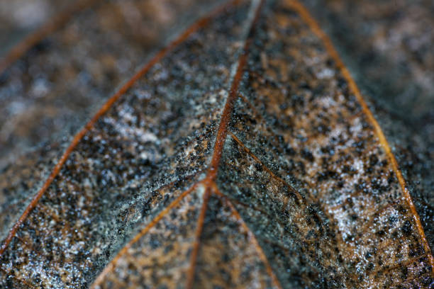 The decomposition of the foliage begins when the leaves are on the ground, by fungi, bacteria and mites