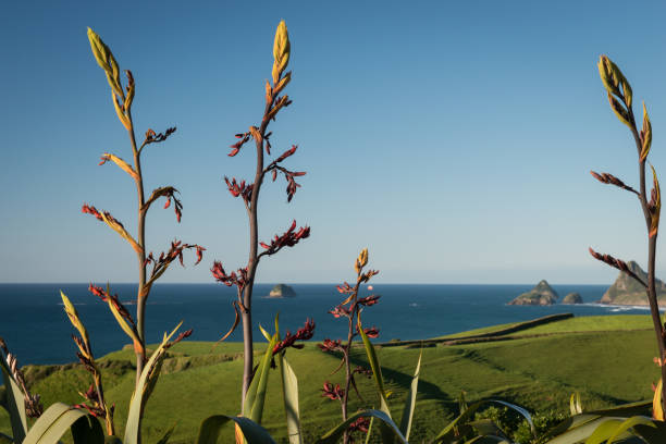 네이티브 뉴질랜드 flax 또는 꽃 뉴플리머스에서 해안을 따라 성장 케 - new zealand flax 뉴스 사진 이미지