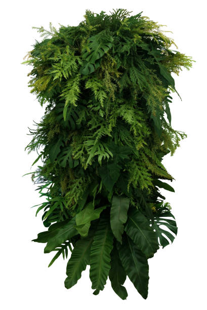 Tropical leaves foliage plant bush floral arrangement, vertical green wall nature backdrop isolated on white background with clipping path. Tropical leaves foliage plant bush floral arrangement, vertical green wall nature backdrop isolated on white background with clipping path. frond photos stock pictures, royalty-free photos & images
