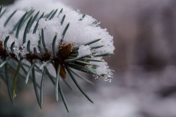 la acumulación de nieve en las ramas de abeto close-up. - january pine cone february snow fotografías e imágenes de stock